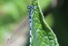 Coenagrion mercuriale